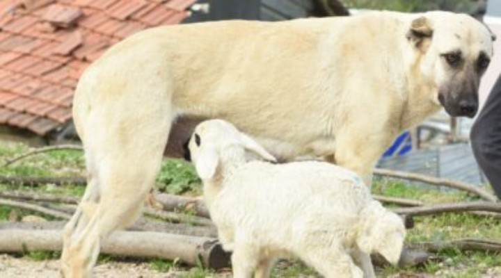 Çoban köpeği, kuzunun ‘süt annesi' oldu