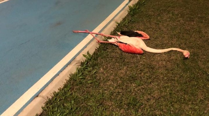Flamingolar neden öldü?