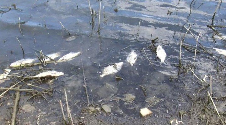 İstanbul'da korkutan balık ölümleri