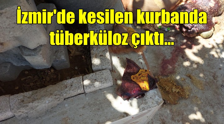 İzmir'de kesilen kurbanda tüberküloz çıktı
