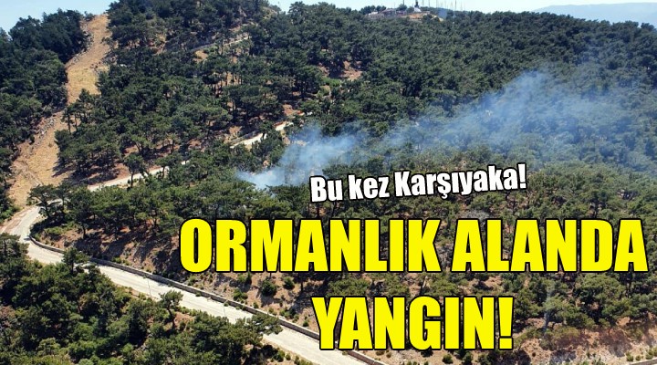 İzmir'de ormanlık alanda yangın!