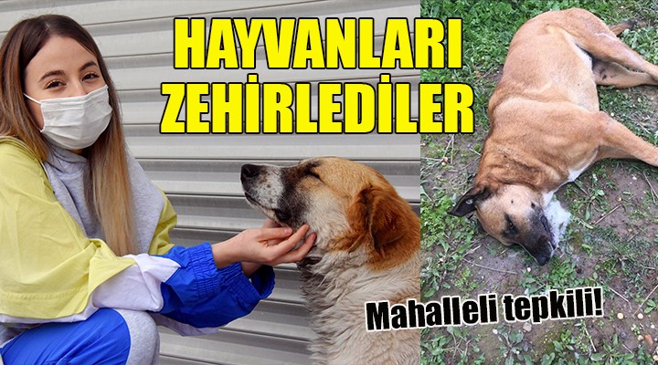 İzmir'de sokak hayvanlarını zehirlediler!