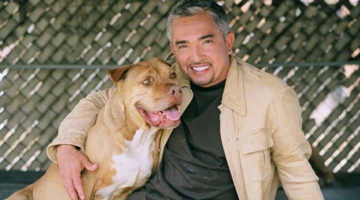 Köpeklere fısıldayan adamın pitbull'u ünlü şarkıcının köpeğini parçaladı!