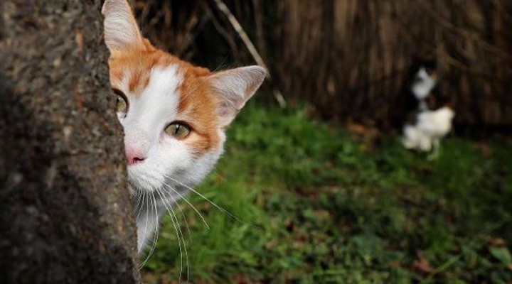 Türkiye'nin yüzde 19'u evde kedi besliyor