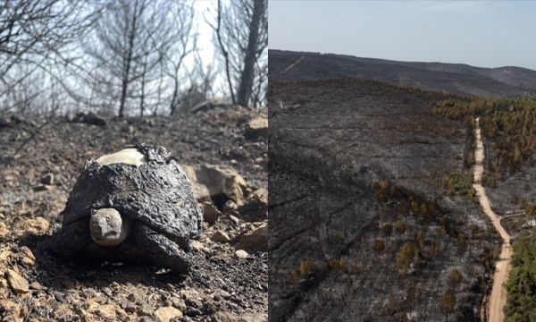 İzmir'deki yangının ardından yürek yakan kareler!