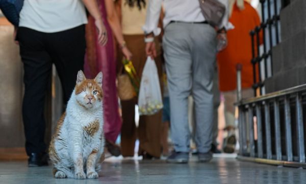 İzmirli Garfield... 17 yıldır o hanı mesken tuttu!