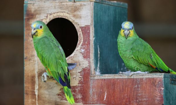 Doğal Yaşam Parkı'nın renkli papağanları!