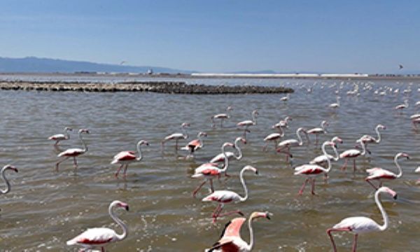 İzmir Kuş Cenneti'nde 13 bin yavru heyecanı