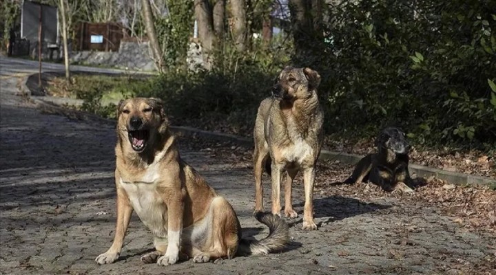 Belediyelere sahipsiz köpek başına 71 bin TL ceza!