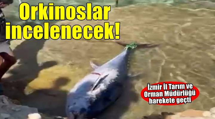İzmir İl Tarım ve Orman Müdürlüğü harekete geçti: Kıyıya vuran orkinoslar incelenecek