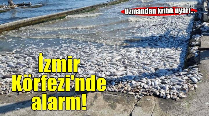 'İzmir Körfezi'nde yeniden balık ölümleri olacak'