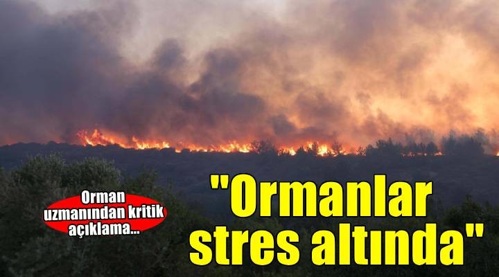 'Ormanlarımız şiddetli bir stres altında'
