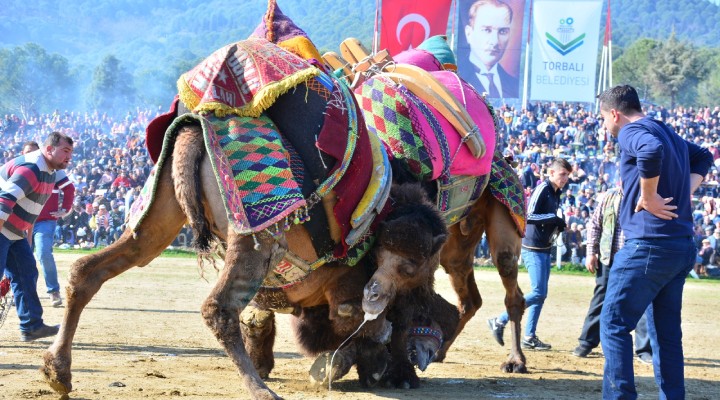 Torbalı'da Deve Güreşlerine Davet