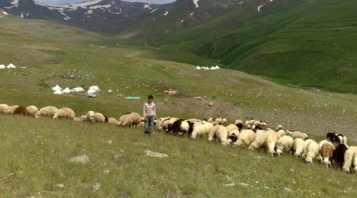 100 bin lira maaşla çalıştıracak çoban bulamıyorlar!