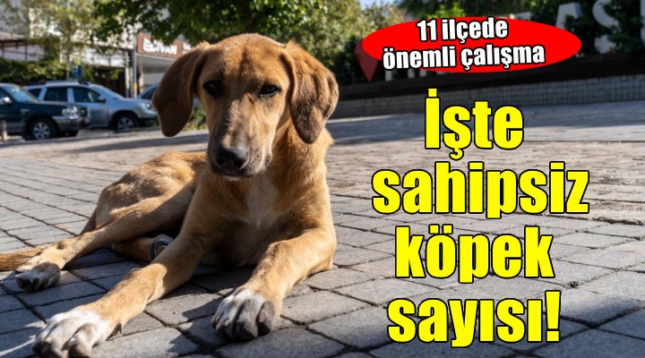 11 ilçede sahipsiz hayvan sayımı tamamlandı