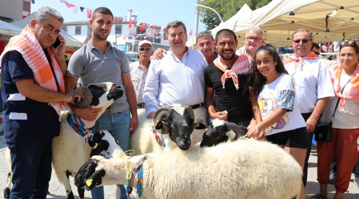 6. Ovacık Tarım ve Sakız Koyunu Festivali başlıyor!