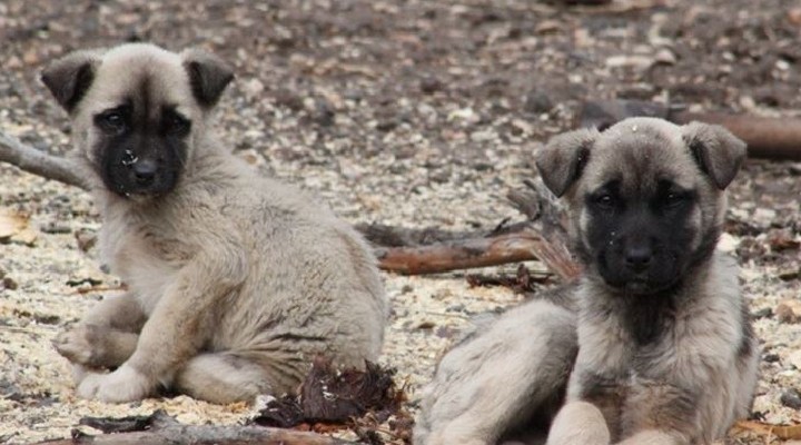 60'ı yavru yaklaşık 70 köpek... Dağlık alanda, aç susuz ölüme terk edildiler