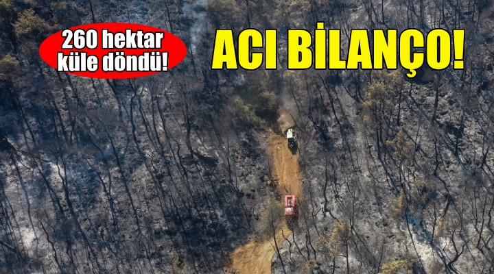 Acı bilanço... İzmir'de 260 hektar küle döndü!