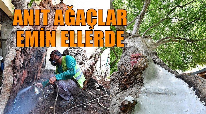 Anıt ağaçlar emin ellerde