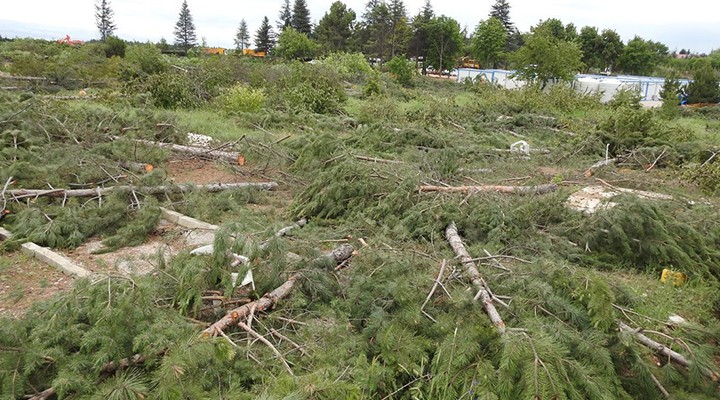 Ankara'daki ağaç katliamına İzmir'den ses geldi