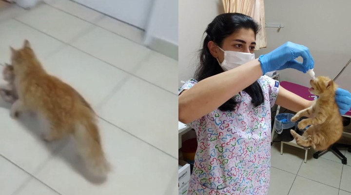 Anne kedi, yavrularını doktora götürdü!