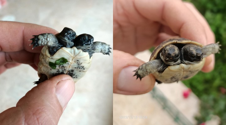 Antalya'da görüldü... Çift başlı kaplumbağa!