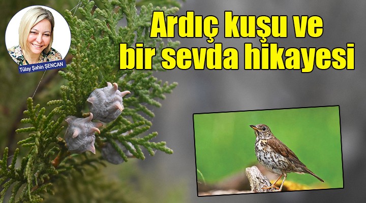 Ardıç kuşu ve bir sevda hikayesi...