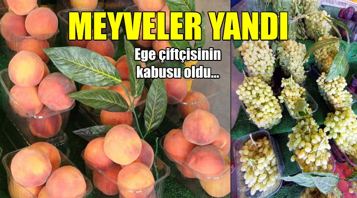 Aşırı sıcak Ege çifçisinin kabusu oldu... Yaz meyveleri yandı!