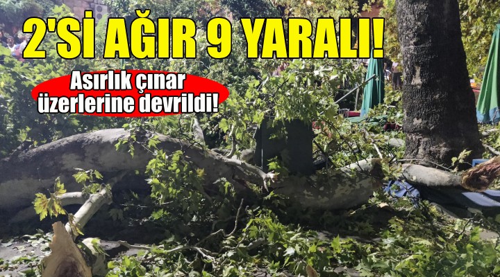 Asırlık çınarın dalı insanların üzerine devrildi: 2'si ağır 9 yaralı!