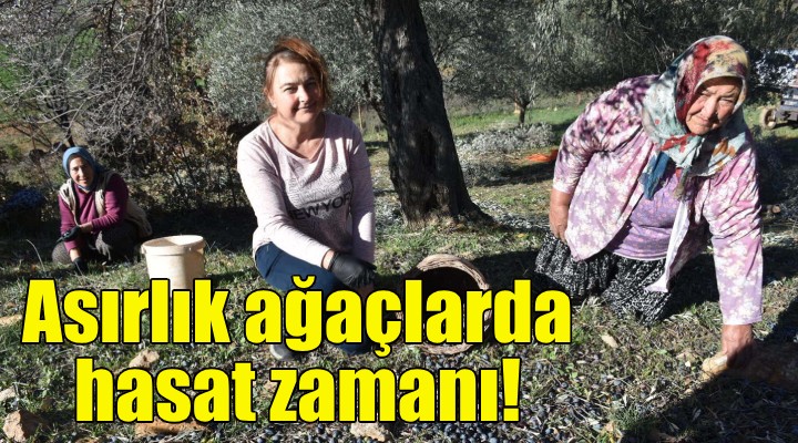 Asırlık zeytin ağaçlarında hasat!