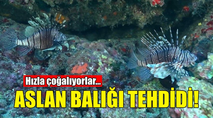 Aslan balığı tehdidi... Hızla çoğalıyorlar!