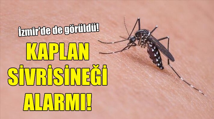 Asya Kaplan Sivrisineği alarmı!