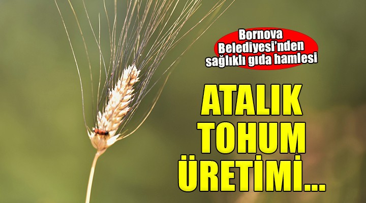 Atalık tohumlar Bornova'da yaşatılıyor