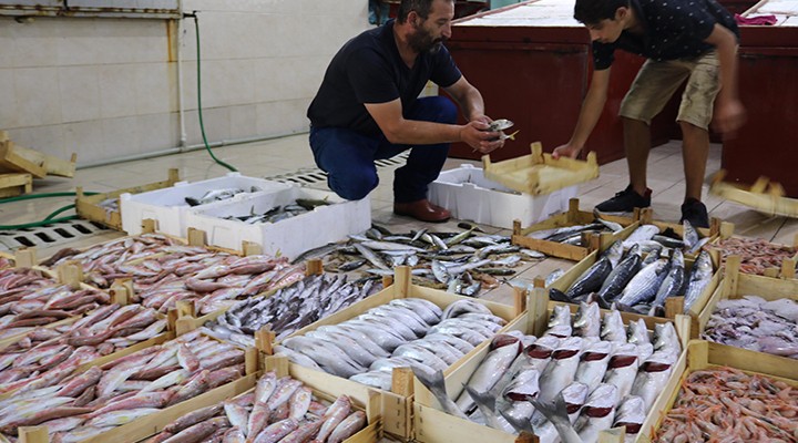 Av yasağı bitti, Foça'da balık bollaştı