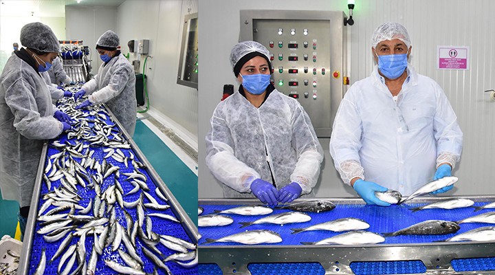 Avrupa pandemide Türkiye'den balık yedi