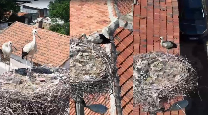 Ayağına ip dolanan yavru leyrek kurtarıldı