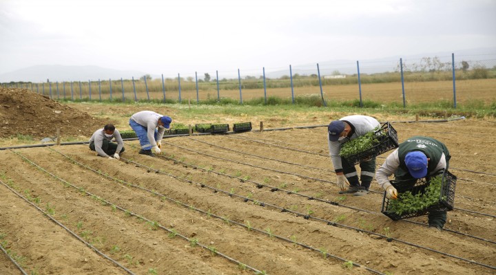 Aydın'da ata tohumları toprakla buluştu!