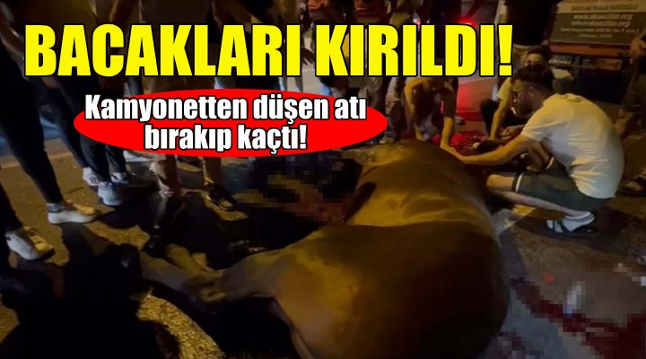 Bacakları kırılan atı bırakıp kaçtı!