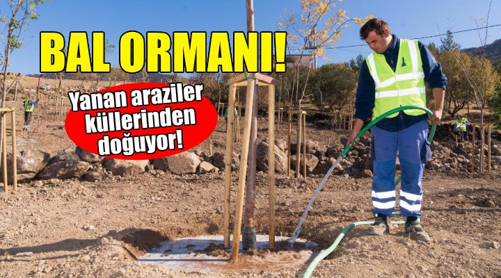 Bal ormanı... Yanan araziler küllerinden doğuyor!