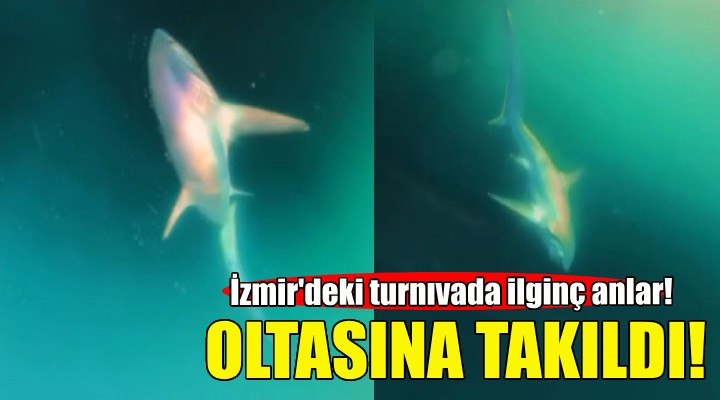 Balıkçılık turnuvasında oltasına köpek balığı takıldı!