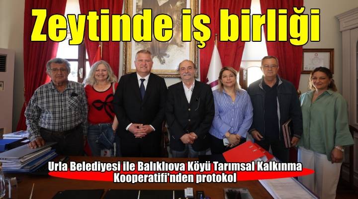 Balıklıova'da üreticinin yüzü zeytinle gülecek