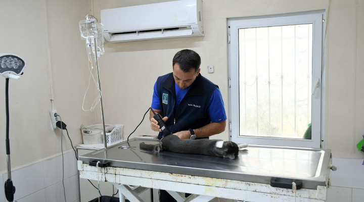 Başkan Ömer Günel 5. kattan düşen kediye yaşam umudu oldu