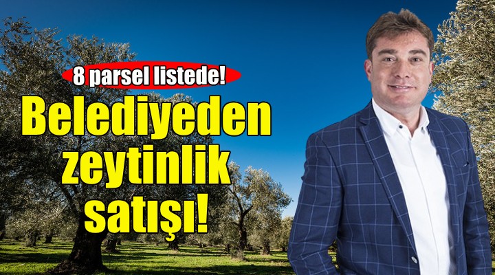 Bayındır Belediyesi'nden zeytinlik satışı!