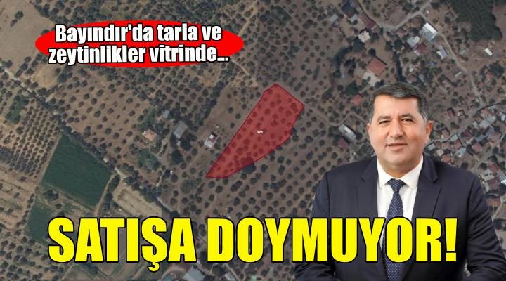 Bayındır'da yine satış... Tarla ve zeytinlikler vitrinde!