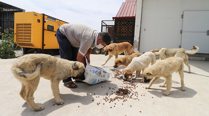 Bergama'da can dostlar sahipsiz değil