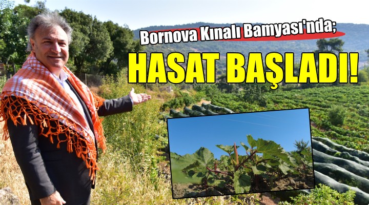 Bornova Kınalı Bamyası'nın hasadı başladı...