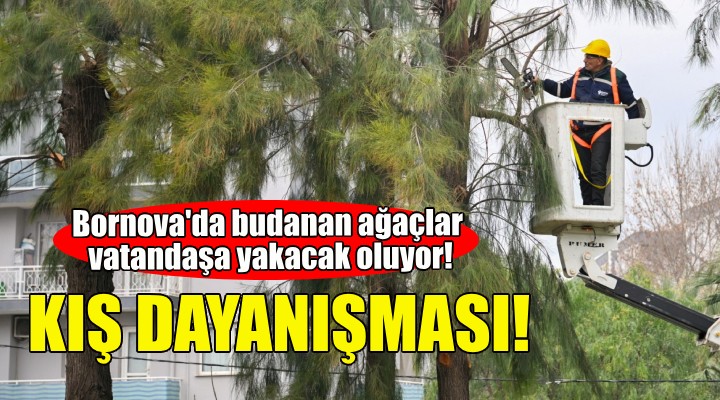 Bornova'da budanan ağaçlar vatandaşa yakacak oluyor!