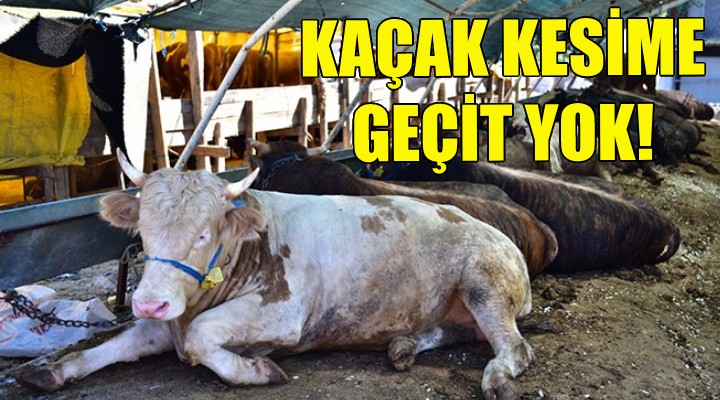 Bornova'da kaçak kesime geçit yok!