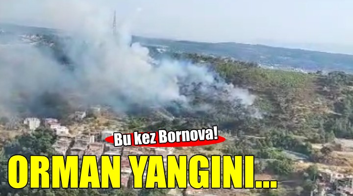 Bornova'da orman yangını...