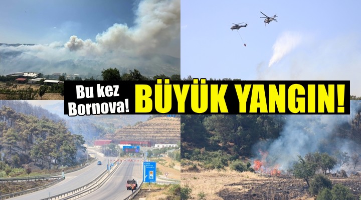 Bornova'da orman yangını